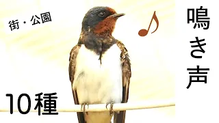 【解説！】鳥の鳴き声10種 ～市街地・公園編～