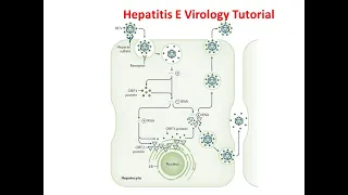 Hepatitis E Virus  Virology Pathophysiology Transmission Diagnosis Replication Symptoms  Treatment