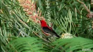 Garden Visitors #6 - Scarlet Honeyeater