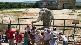 Общение с Дженни это восторг! Тайган Chatting with Jenny the elephant is a delight! Taigan