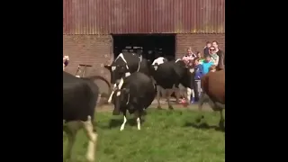 Dairy cows sees grass for the first time after 6 months.