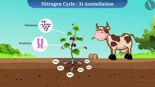 Nitrogen Cycle | Part 1/1 | English | Class 9