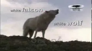 Nature: White Falcon, White Wolf