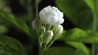 Mo Li Hua. Jasmine Flower. 茉莉花    by Feng Fei Fei-凤飞飞