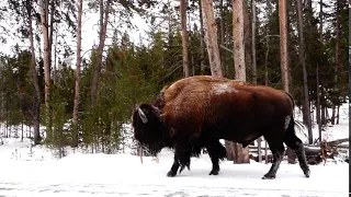 Sa majesté le bison