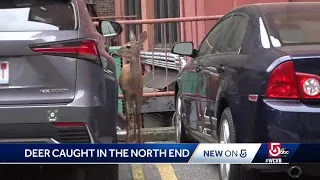 Deer caught in Boston's North End