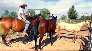 AMERICAN QUARTER HORSES - WHICH ONE IS YOUR FAVORITE?