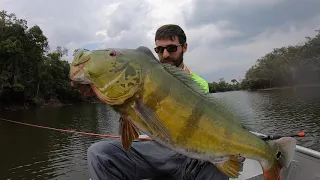 Giant Peacock bass exploding on a lure with Fishcolombia