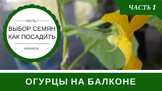 Огурцы На Балконе Технология Выращивания В Бутылке: Часть 1