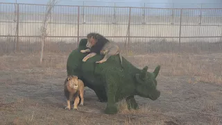 Лев Алекс  на буйволе .Тайган.