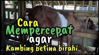 Cara mempercepat kambing betina birahi