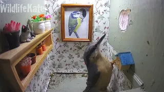 Bird Absolutely Not Having Wall Decoration in Its Nest Box