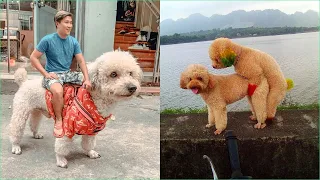 Tik Tok Chó Phốc Sóc Mini 😍 Funny and Cute Pomeranian #136