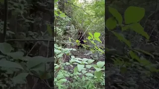Мы с моими друзьями выехали на природу, но наш друг Лёша потерялся в лесу..