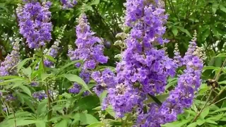 The Health Benefits of Vitex Herb