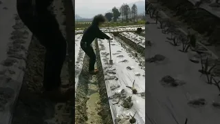 Agriculture Farming  Planting Taro Seedlings On The Farm #satisfying #short