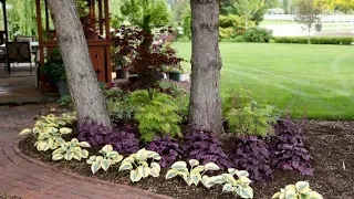 Adding Colorful Plants Under Trees