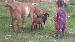 Baby Goats 🐐 Running - Jumping And Playing Video Compilation #viral #goat #Babygoats #goats