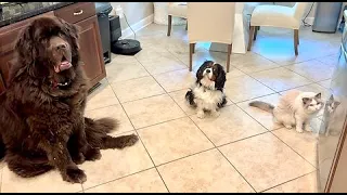 Ragdoll, Newfoundland And Cavalier run for their daily snack