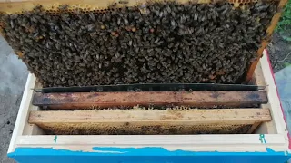 Пасіка та сила нуклеусів 🐝 🐝 🐝