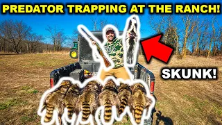 Epic PREDATOR Trapping at My ABANDONED RANCH!!! - BONUS SKUNK! (Catch Clean Cook)