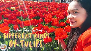 Different Kinds of Tulips | Canadian Tulip Festival | 4k video