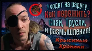 Когда крысы уходят на радугу... Как пережить? Отвечаю на вопрос. (Fancy Rats)