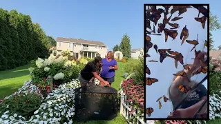 Releasing Butterflies at my Home Garden