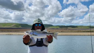 Striper Fishing the California Aqueduct(Los Baños) Striperz Gone wild Spring Memorial tournament