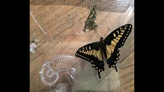 Raising and Releasing an Anise Swallowtail (July 2021)