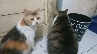 Lolong kalau pagi ngintipnya di jendela,kalau malam ngintipnya di pintu dapur🤣🤣🤦@lolongcat