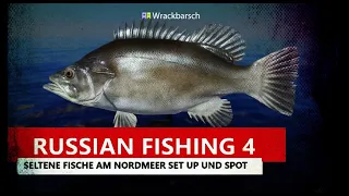 Russian Fishing 4 seltene Fische schnelles Silber am Nordmeer Set Up und Spot