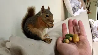 Taze meşe palamutlarını gören Sincap Bonibon keyiften ters takla attı. Sincap Alf the Squirrel