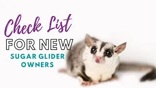 What you NEED for Sugar Gliders | Sugar Glider Diaries