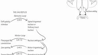 The Gag Reflex- Draw it to Know it, Neuroanatomy