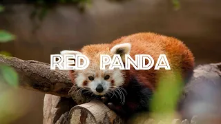 The Endangered: Red Panda