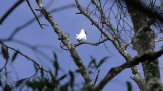 Bare Throated Bellbird