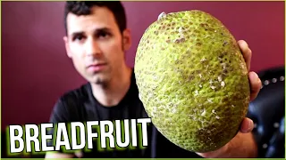 BREADFRUIT THE RIGHT WAY : 5 Ways to Cook This Fascinating Fruit! - Weird Fruit Explorer