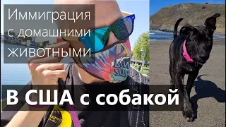 В США с собакой. Иммиграция с домашними животными. s3e2