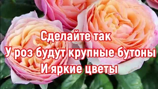 РОЗЫ 🌹 СДЕЛАЙТЕ ЭТО И У ВАШИХ РОЗ БУДУТ КРУПНЫЕ БУТОНЫ И ЯРКИЙ ЦВЕТЫ 🌹!