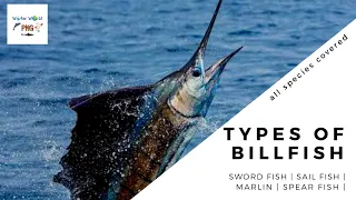 Types of Bill fish | swordfish | sailfish | marlin | spearfish