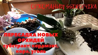 ПЕРЕСАДКА новых (с почты) ОРХИДЕЙ  / СУБСТРАКТ кора, керамзит, уголь!