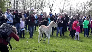 Ein Haflinger Fohlen geht seinen eigenen Weg - Weideauftrieb Meura