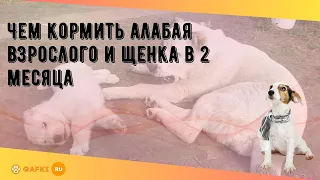 Чем кормить алабая взрослого и щенка в 2 месяца