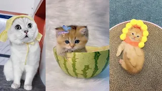 OMG So Cute Cats 😹 Best Funny Cat Videos 2021 | Su Cute