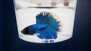 5 Best Places to Buy a Betta Fish
