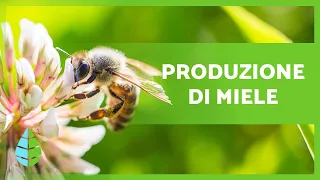 Come fanno le API a produrre il MIELE? 🍯🐝 (Produzione + Estrazione)