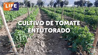 1er Webinar de Tomate Rex Entutorado