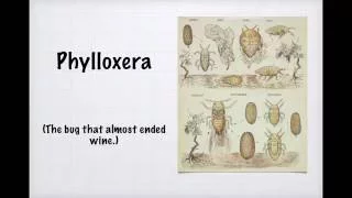 Winecast: Phylloxera