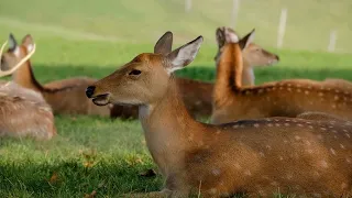 Fallow Deer-Fallow Deer facts: the SPOTTED DEER | Animal Fact Files #animals #vrnaturelife